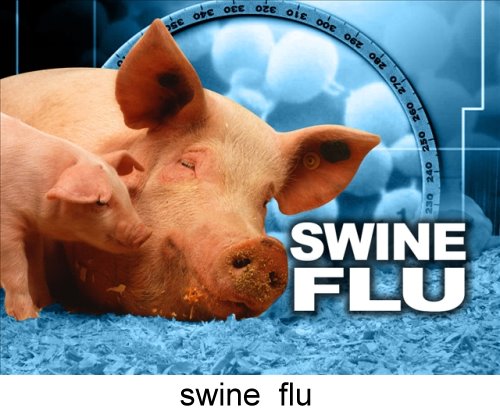 swine-flu1
