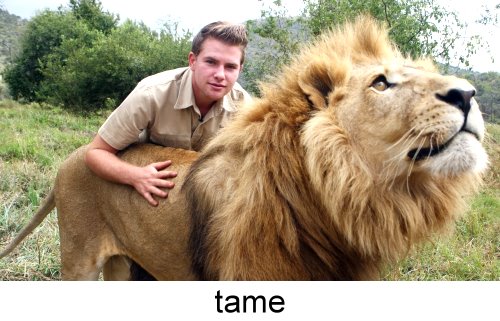 tame_lion