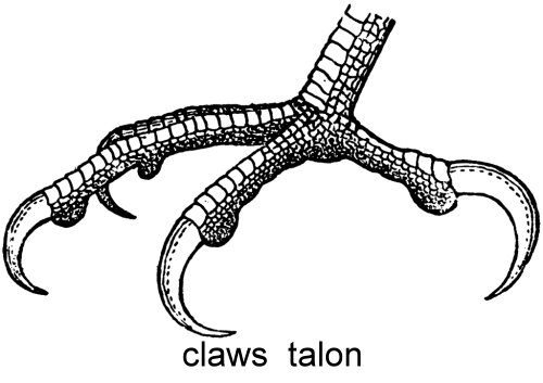 claw_talon