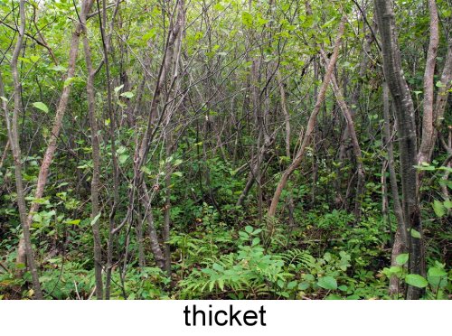 thicket_333