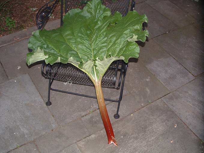 Rhubarb-Leaf.jpg