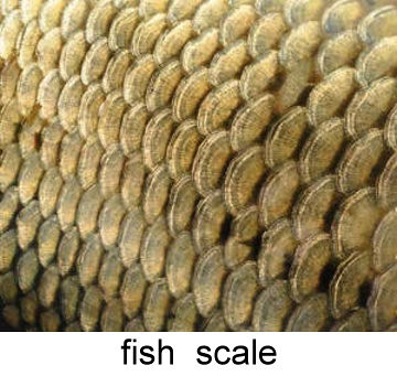 fish_scale.jpg