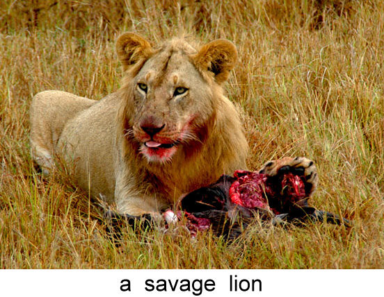 savage lion.jpg
